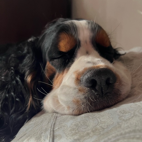 Meet your Posher, Cristy - Picture 4 of 11